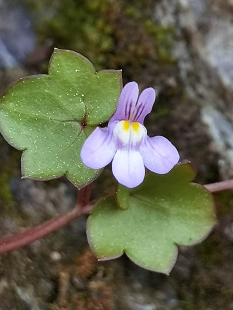 Cymbalaria muralis